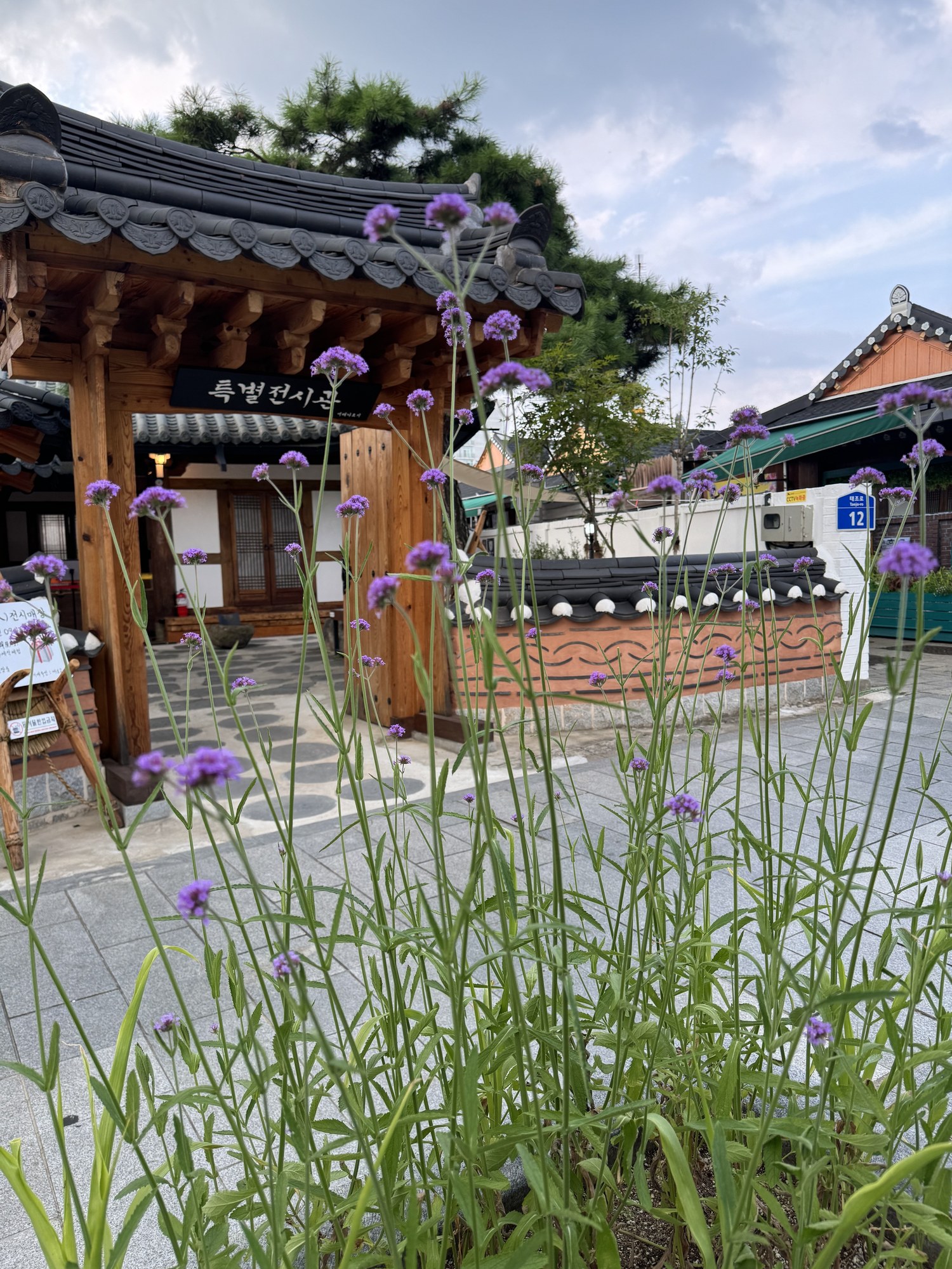 특별전시관 기와 대문 앞에 핀 보라색 버베나 꽃